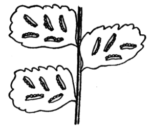 Fertile pinn�