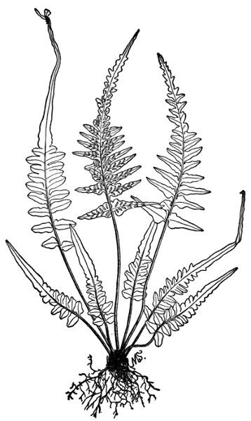 PLATE XXI
SCOTT'S SPLEENWORT