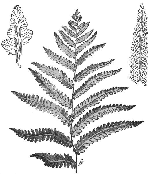PLATE XXIV
UPPER PART OF FROND OF VIRGINIA CHAIN FERN