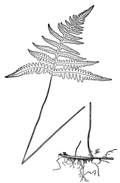 PLATE XXXV
BROAD BEECH FERN