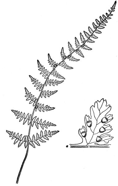PLATE XXXVII
BULBLET BLADDER FERN