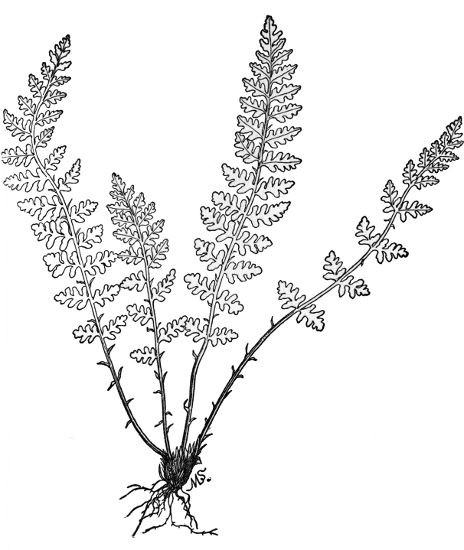 PLATE XLI
NORTHERN WOODSIA