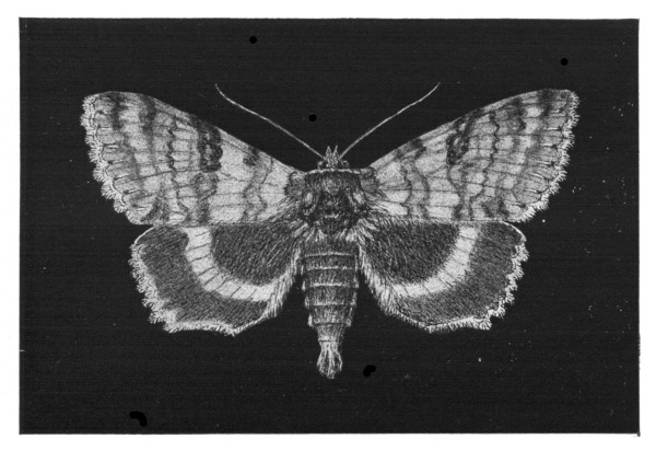 Fig. 145. An under-wing moth.