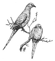 Fig. 180. Mourning doves.