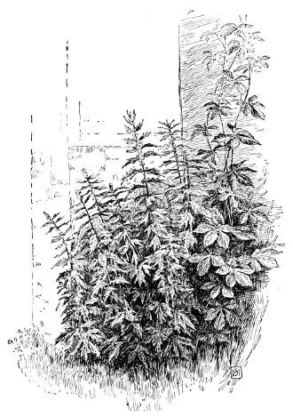 Fig. 271. A clump of weeds in the corner by the house,&mdash;motherwort and Virginia creeper. How pretty they are!