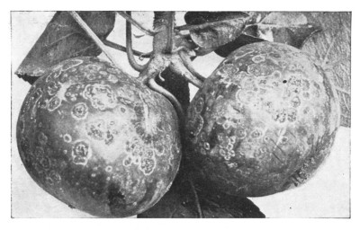 Fig. 307. These are the apples on which other plants are living.&mdash;The apple-scab.