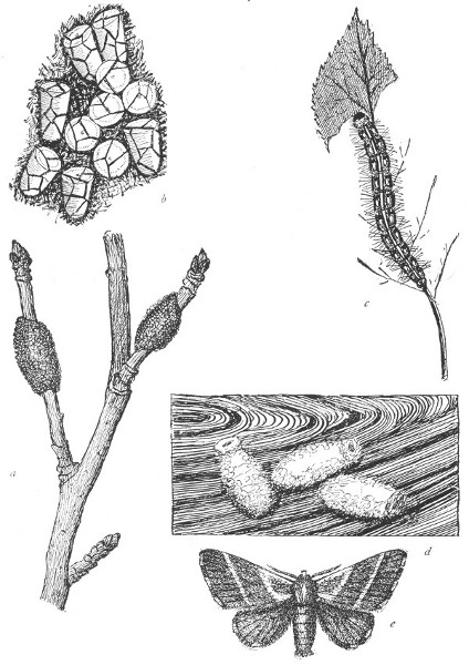Fig. 149. The Curious History of a Tent Caterpillar.
a, The masses of eggs on the twigs of an apple tree. b, The eggs enlarged.  c, A full
grown caterpillar. d, Cocoons. e, The moth, or adult insect.