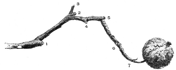Fig. 218.&mdash;A fruit-spur which has borne six apples.  Half size.