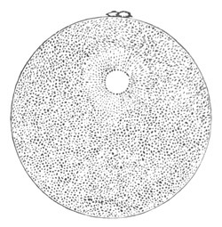 Ovum of A. glacialis with polar cells