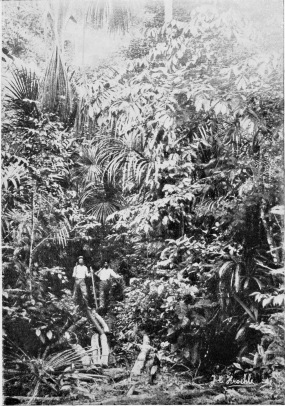 VEGETATION ON THE PERUVIAN AMAZON.

To face p. 74.