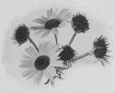 Fig. 1.&mdash;Green and Normal Oxeye Daisy Heads.