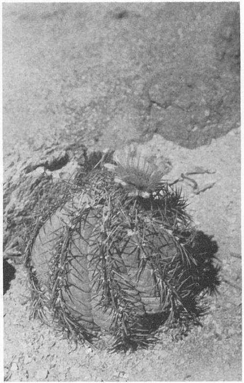 TURK&rsquo;S HEAD (Echinocactus horizonthalonius)