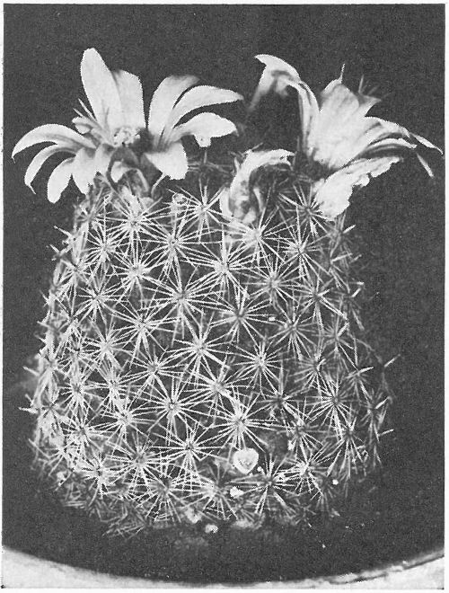 SNOWBALL PINCUSHION (Mammillaria Olivi&aelig;)
