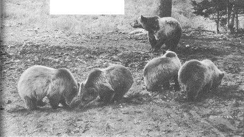 A family of Yellowstone&rsquo;s Grizzly Bears