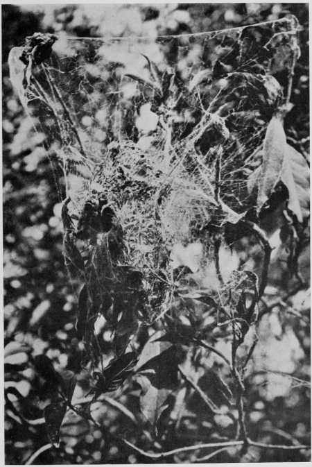 NEST OF LOTEN&rsquo;S SUNBIRD