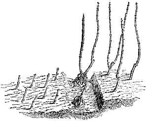 &lsquo;Bêchage&rsquo;