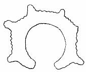 Fig. 47. Horseshoe-shaped flint
    object found near San Antonio.