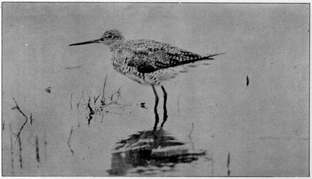 GREATER YELLOW-LEGS.