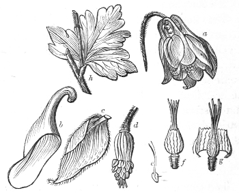 Fig.&nbsp;12.—Flower and leaf of the Columbine.