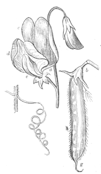 Fig.&nbsp;13.—Flower, pod, and tendril, of
the Sweet-pea.