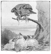 LONG-EARED OWL