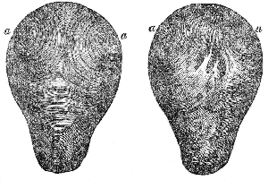 Muscular
Fibres of the Womb