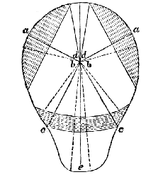 lines
representing force of the Fundul Fibres