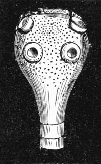 Illustration: T�nia mediocanellata