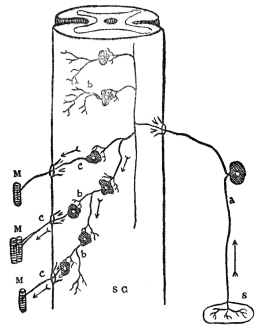 DIAGRAM OF NERVE CELL CONNECTIONS

S C, spinal cord; S, sense organ; M, muscle; a, sensory nerve
cell; b, connecting nerve cell; c, motor nerve cell
