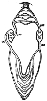 DIAGRAM SHOWING THE RELATION OF THE TWO HALVES OF THE
HEART

ra and rv, right auricle and ventricle; la and lv, left auricle
and ventricle; ao, aorta; vc, venæ cavæ; pa, pulmonary artery;
pc, pulmonary capillaries; pv, pulmonary vein. (Martin’s “Human
Body.”)