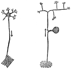 MOTOR NERVE CELL
SENSORY NERVE CELL
(From Martin’s “Human Body”)