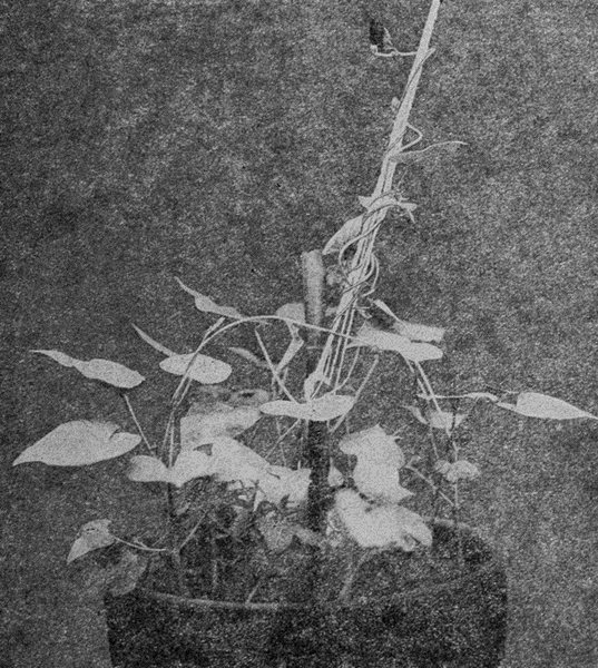 THE
MORNING-GLORY TWINES TO THE RIGHT