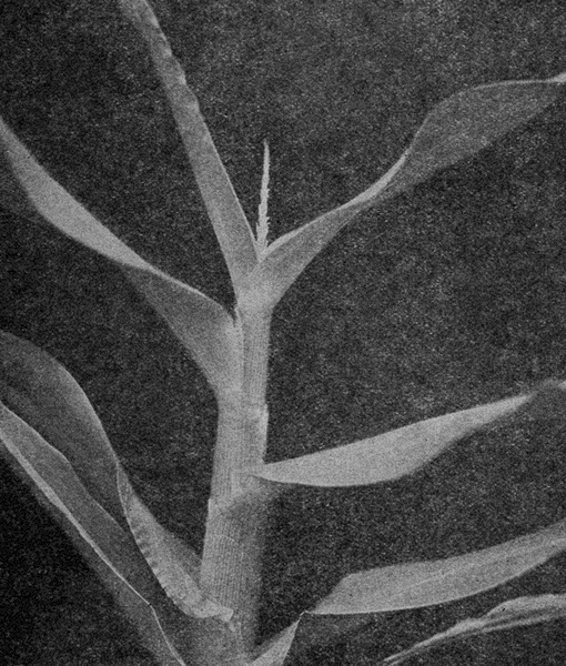 young
corn plant