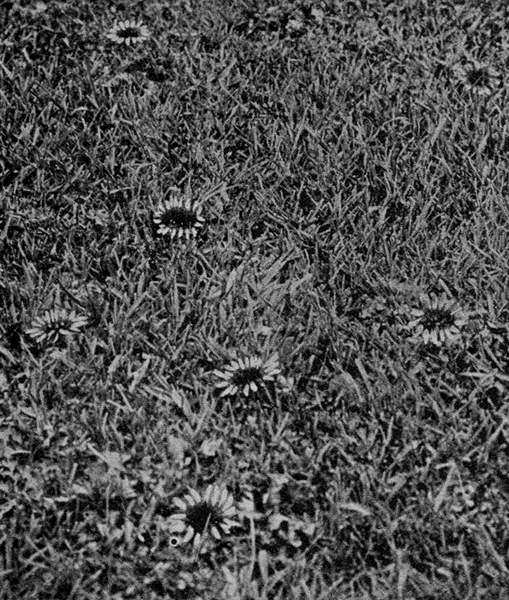 low
dandelions blooming