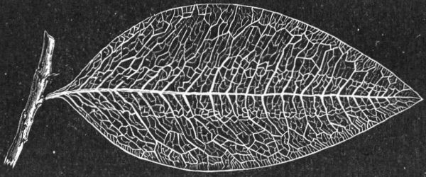 NERVURES OF THE LEAF OF PERUVIAN COCA, SEEN BY TRANSMITTED
LIGHT. NATURAL SIZE.