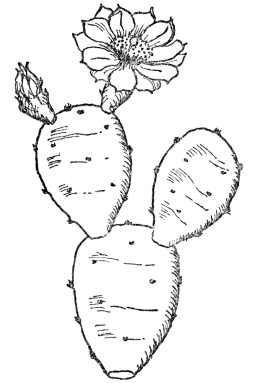 FIG. 10.&mdash;COMMON PRICKLY PEAR CACTUS (Opuntia Opuntia)

Native along the Atlantic Coast. The green joints of the stem function
as leaves and store water.