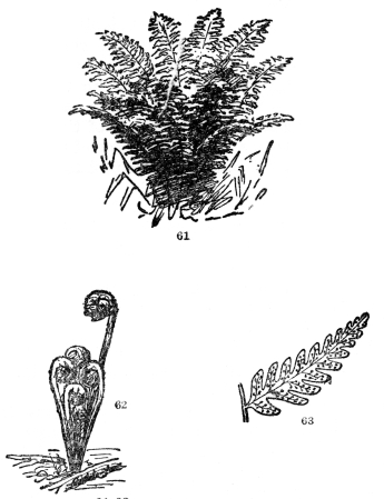 FIG. 61-63.&mdash;COMMON WOODLAND FERN

Fig. 61. A general view. Fig. 62. Its uncoiling spring condition. Fig.
63. The back of one of the smaller divisions of the leaf showing the
collection of spore cases (sori). These are sometimes borne on special
leaves, but in most of our American kinds on the backs of ordinary
foliage leaves.