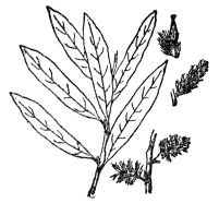 FIG. 93.&mdash;PRAIRIE WILLOW

(Salix humilis)

The Salicaceæ, consisting only of willows and poplars, are always
woody plants bearing their flowers in catkins.