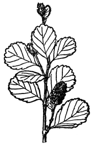 FIG. 95.&mdash;LOW BIRCH

(Betula pumila)

A bog shrub of the Betulaceæ or birch family. Most of them are tall
trees with both male and female flowers in catkins.