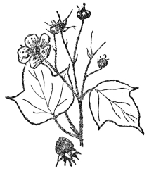 FIG. 97.&mdash;THIMBLEBERRY

(Rubus odoratus)

A bristly shrub of the Rose family common in rocky places in eastern
North America.