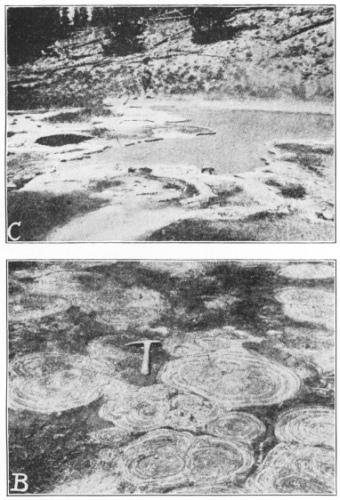 Fossil and Living Algæ Compared. C. A living algal pool
colony near the Great Fountain Geyser, Yellowstone Park. (After
Walcott.) B. Fossil calcareous algæ. Cryptozoön proliferum Hall, from
the Cryptozoön ledge in Lester Park, near Saratoga Springs, N. Y. These
algæ, which are among the oldest plants of the earth, grew in
cabbage-shaped heads on the bottom of the ancient Cambrian sea and
deposited lime in their tissue. The ledge has been planed down by the
action of a great glacier which cut the plants across, showing their
concentric interior structure. (Photographed by H. P. Cushing. Pictures
and explanations of them from “The Origin and Evolution of Life,” by
Professor Henry Fairfield Osborn, who kindly permitted their
reproduction here.) (Courtesy of Brooklyn Botanic Garden.)