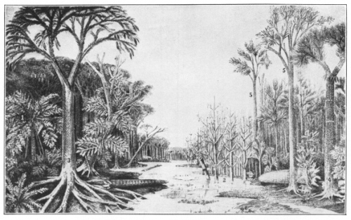 Probable Landscape in the Carboniferous Age. About the
Time Coal Was in the Making. (After Patonie) 1. Tree fern 2. Giant
ancestors of our horsetails. 3 and 4. Ancestors of our club mosses. 5.
Cordaites, a primitive type, or perhaps even the ancestor of our
modern evergreens. At this time no herbs and no plants with petals, were
known, nor for ages after this period. (Courtesy of Brooklyn Botanic
Garden.)
