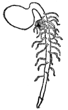 FIG. 3.&mdash;TAP ROOT OF SEEDLING

The figure shows the root cap at the extremity.