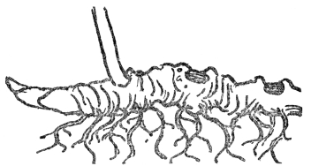 FIG. 6.&mdash;ROOTSTOCK OF SOLOMON’S SEAL

The figure shows roots and bud scars together with the ascending stem of
the year’s growth.