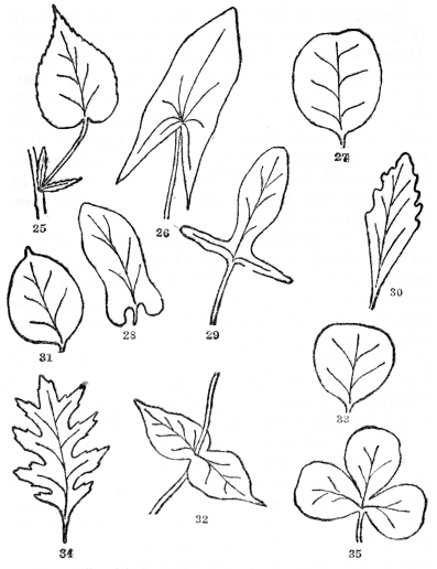 FIG. 25-35.&mdash;FORMS AND BASES OF LEAVES

Fig. 25. Simple leaf with blade, leafstalk (petiole), and two stipules
at the base. Margins of the leafblade serrate or saw-toothed. Fig. 26.
Leaf with a sagittate base, or shaped like an arrowhead, the lobes
pointing downward, and with entire margins. Fig. 27. Retuse or
emarginate tip, somewhat indented. Fig. 28. With the base auriculate or
with rounded basal lobes. Fig. 29. Hastate, like an arrowhead but the
lobes pointing outward. Fig. 30. With cuneate base (wedge-shaped). Fig.
31. Cuspidate tip with a usually hard and stiff point. Fig. 32.
Perfoliate, the leaf bases joined and the stem passing through them.
Fig. 33. Truncate, the top flattened. Fig. 34. Pinnately lobed, with
deep indentations cut toward the midrib. Fig. 35. Palmately lobed, out
toward the top of the leafstalk.