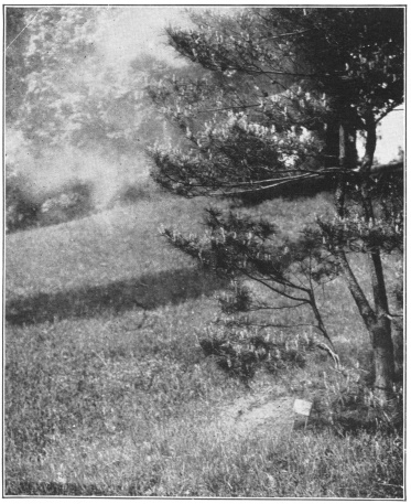 A Small Cloud of Wind-Blown Pollen of the Japanese Red
Pine (Pinus densiflora). (Photo by C. Stuart Gager. Courtesy of
Brooklyn Botanic Garden.)
