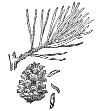 FIG. 77.&mdash;THE JERSEY PINE

(Pinus virginiana)

A gymnosperm or naked-seeded plant. Note the seeds dropping from between
the scales of the cone.