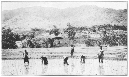 TRANSPLANTING RICE IN JAVA

(Courtesy of Brooklyn Botanic Garden.)