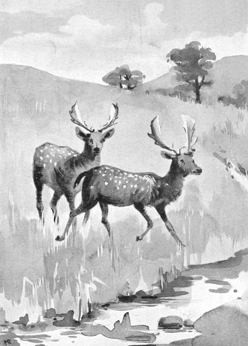 two stags near a stream