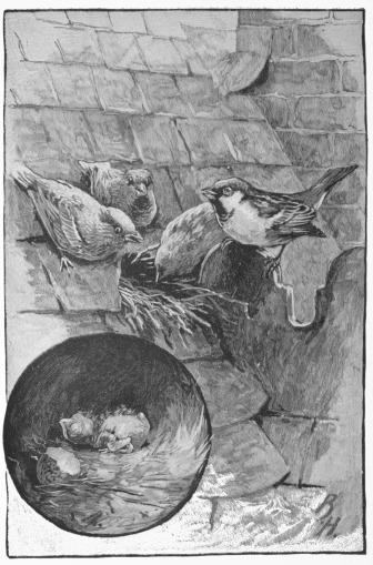 A Jubilee Sparrow.&mdash;P. 61.